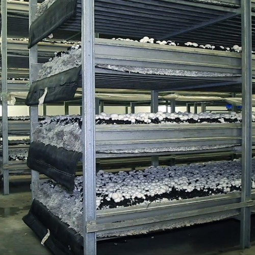 Production